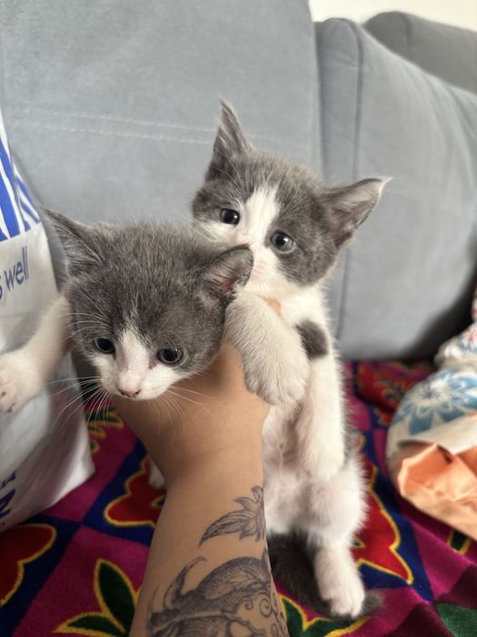Котята отдам за добрые руки
