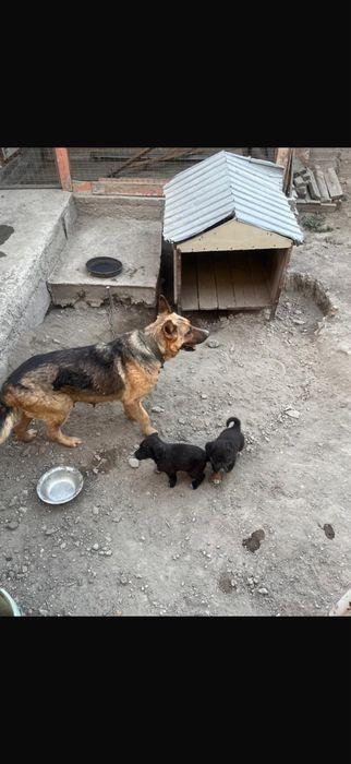 Тегін күшіктер беремін