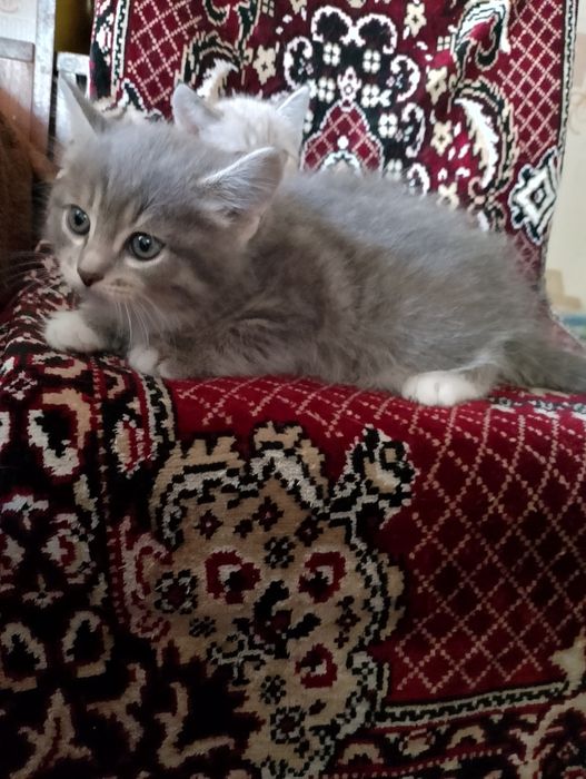 Котята  домашние