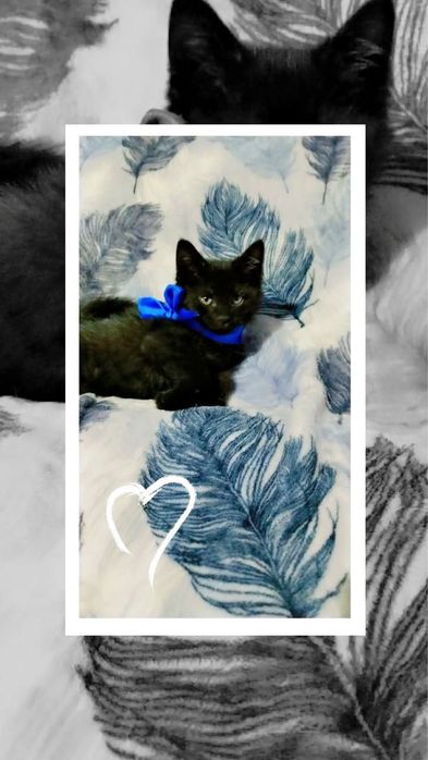 Котёнок мальчик 2 месяца