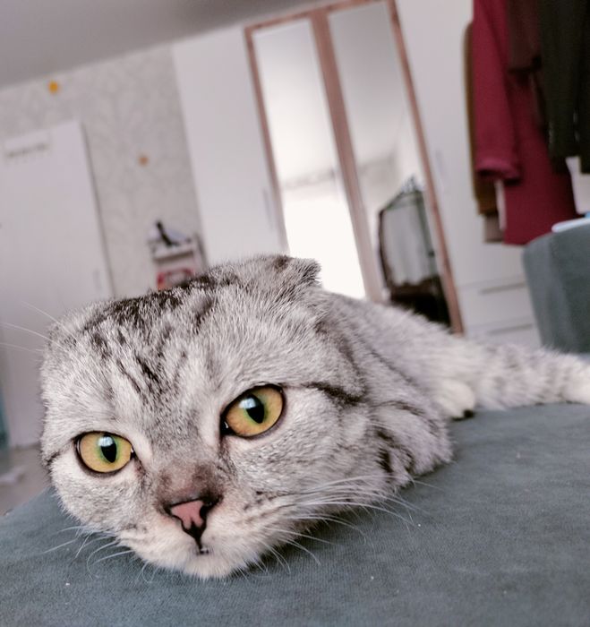 Котёнок ищет кота на вязку