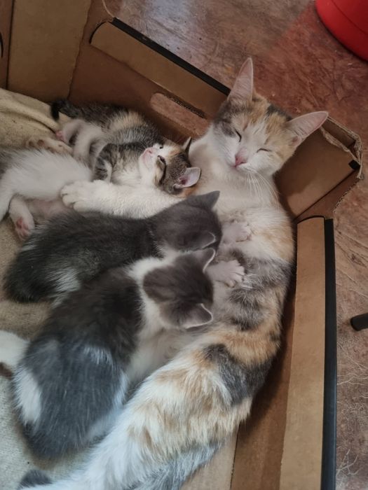 Котята в добрые руки