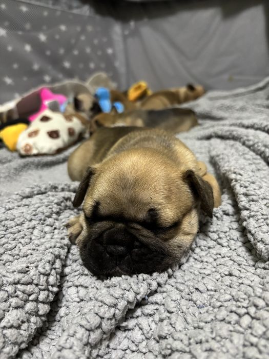 френски булдочета