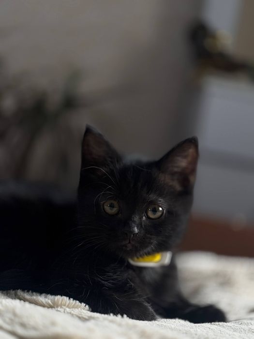 Отдам котенка (девочка )