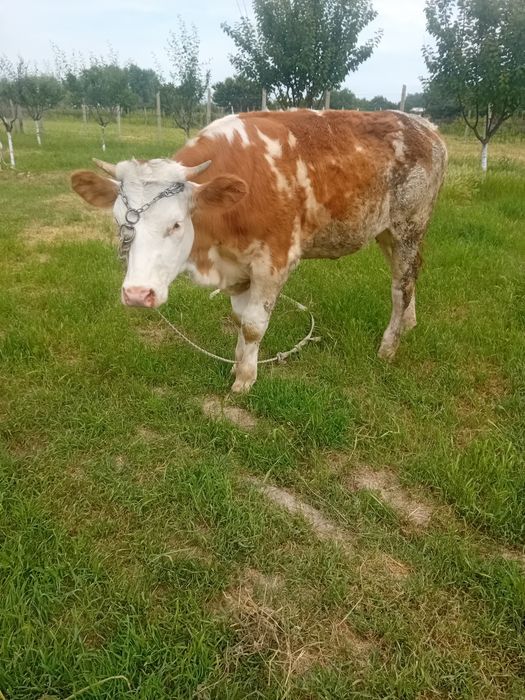 Junica baltata românească