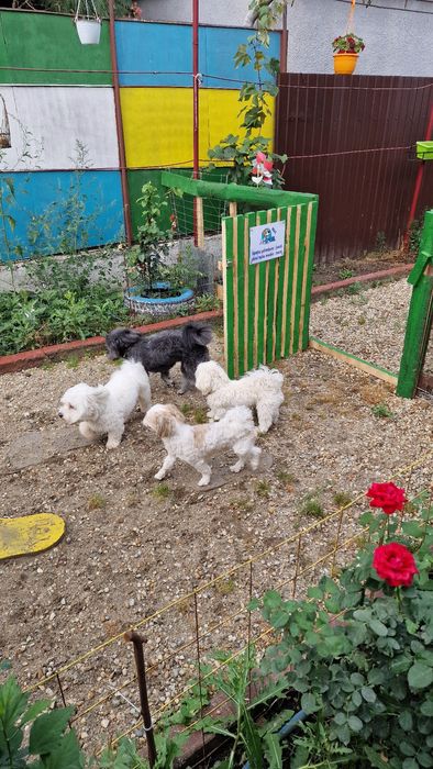 Cazare / Pensiune câini si animale de companie.