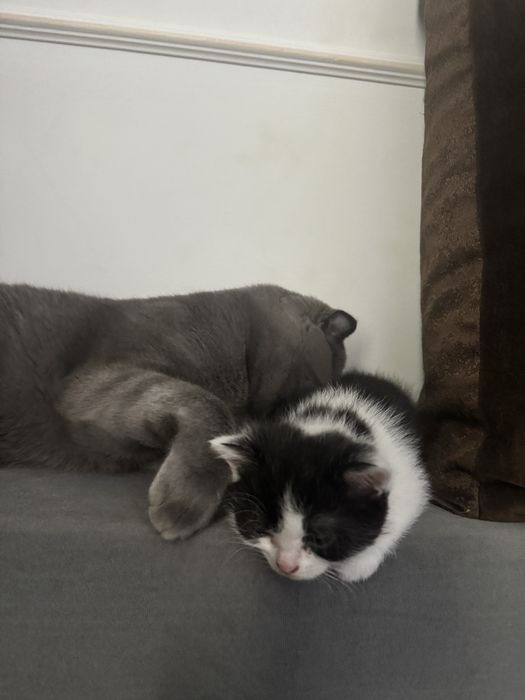 Отдам котенка игривая девочка