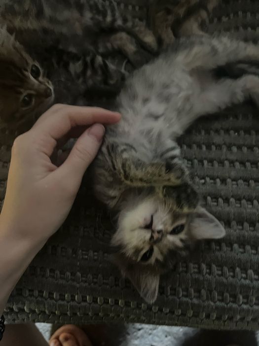 отдам котят в добрые руки (мальчики)