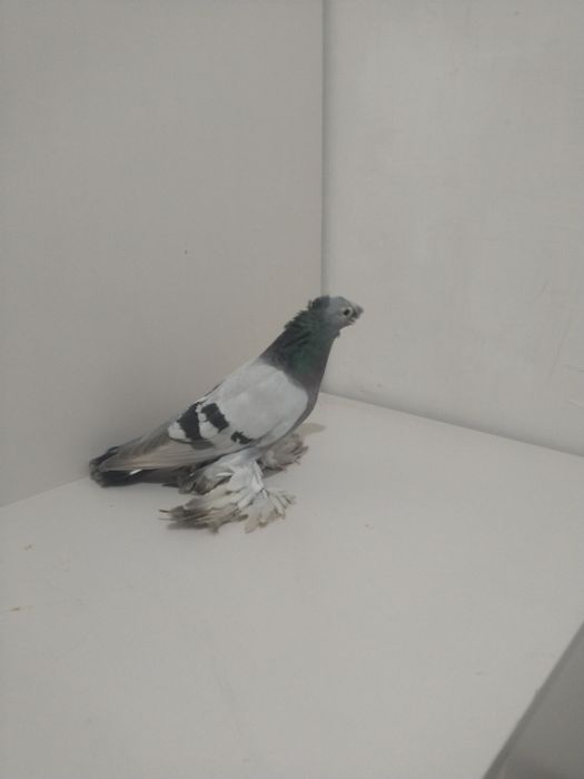 Голубы двухшубые