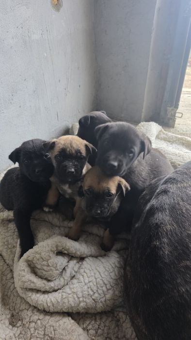 Căței spre adopție