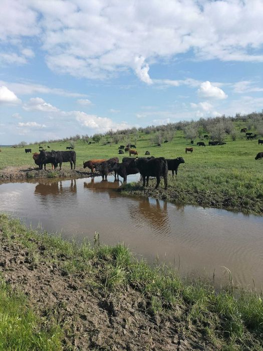 Vand 62ha RACHITI ,BT ferma 400m  230000euro si 50ha pasune Albesti,BT