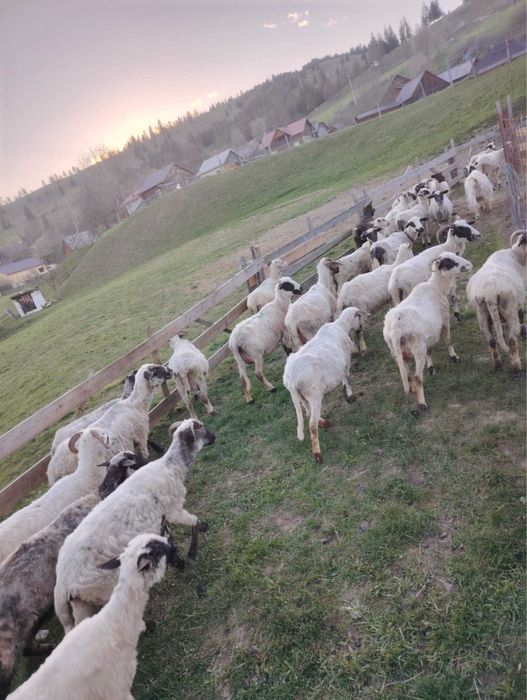 Vand oi si berbecuti URGENT