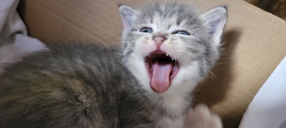 Котята 2000тг 1 5 месяца