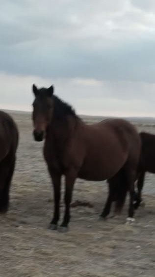 Бие сатылады КУЛЫНЫМЕН  8-9 жасар