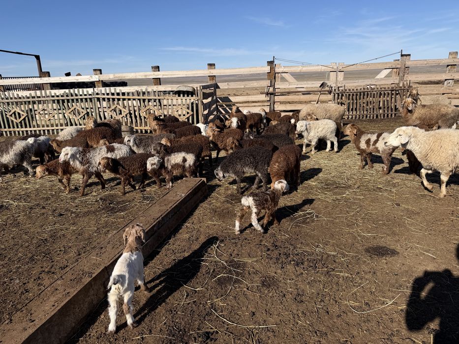 Қой, қозы, ешкі, лақ (тек бірге сатылады)