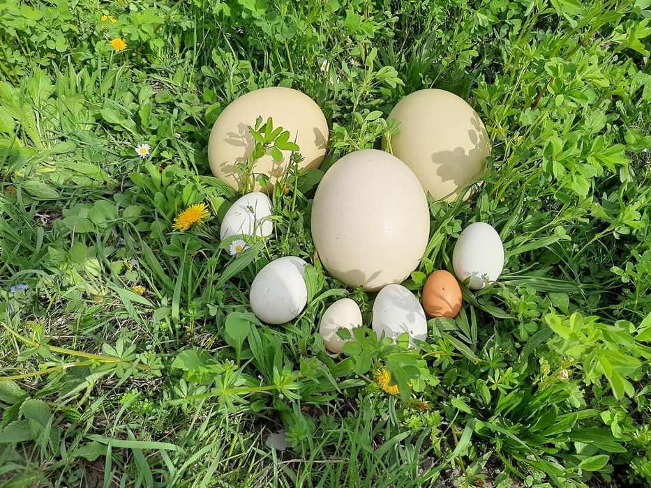 Ouă de struț de vînzare și pui de vînzare