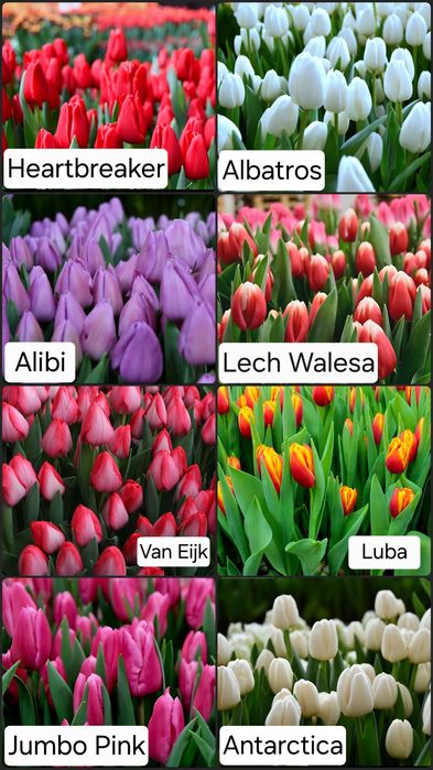 Тюльпаны оптом и в розницу к 8 марта!