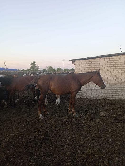 Продам лошадь ,