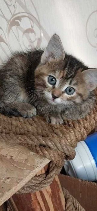 Котёнок красивая девочка