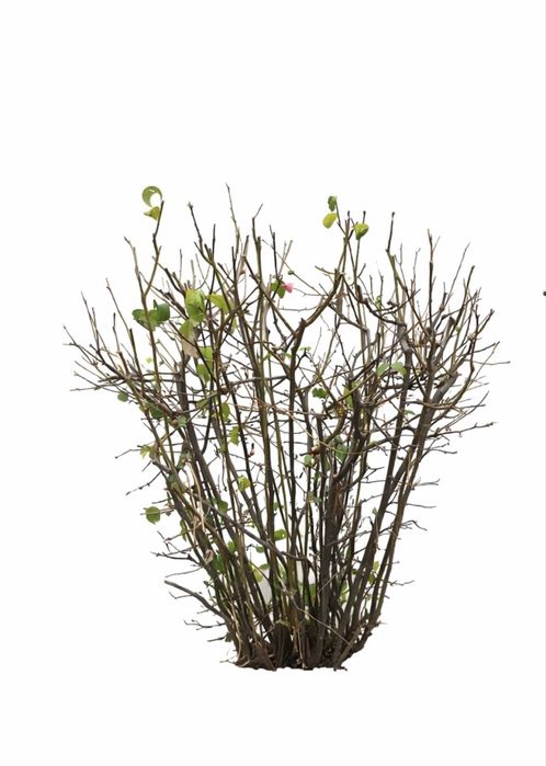 Японская айва 6+ лет