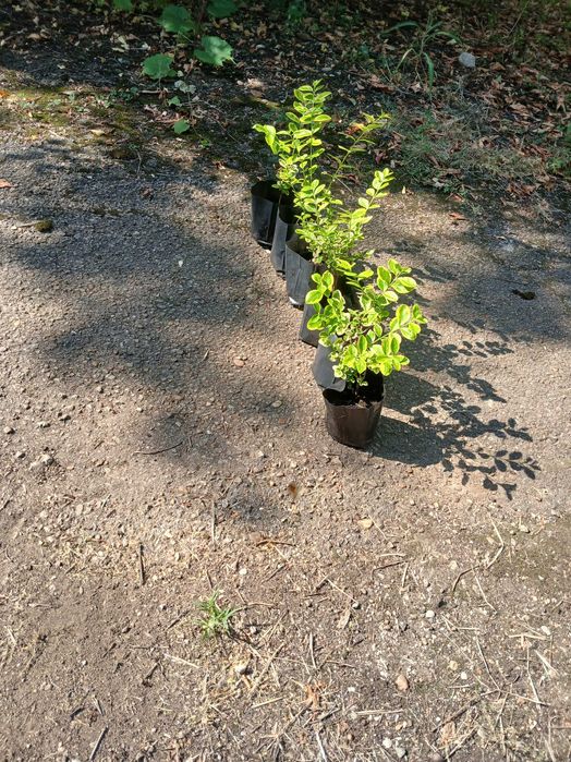 лигуструм в контейнер