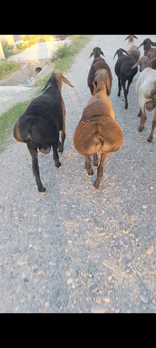 Arashan Gissar 4oylik quzichalar