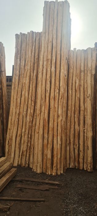 Terak mahsulotlari optim