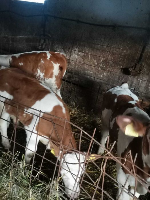 taurasi de 2 saptamani pana la 3 luni