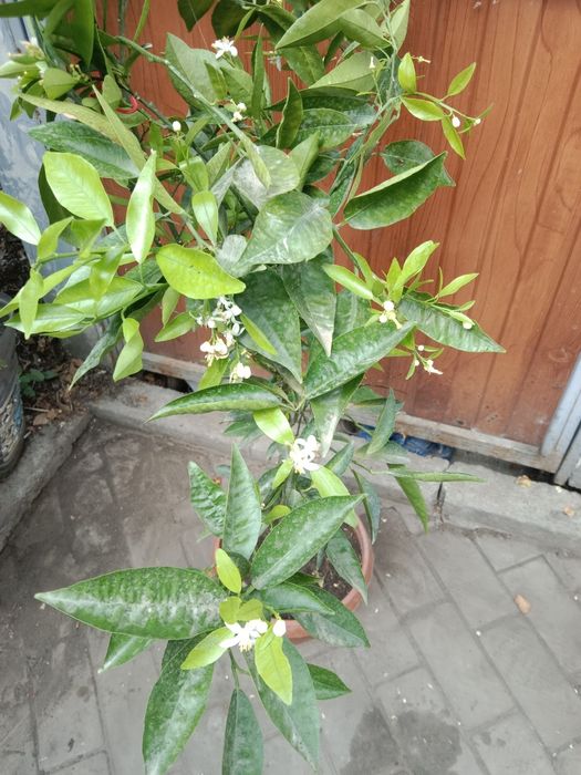 Продам цитрусовые