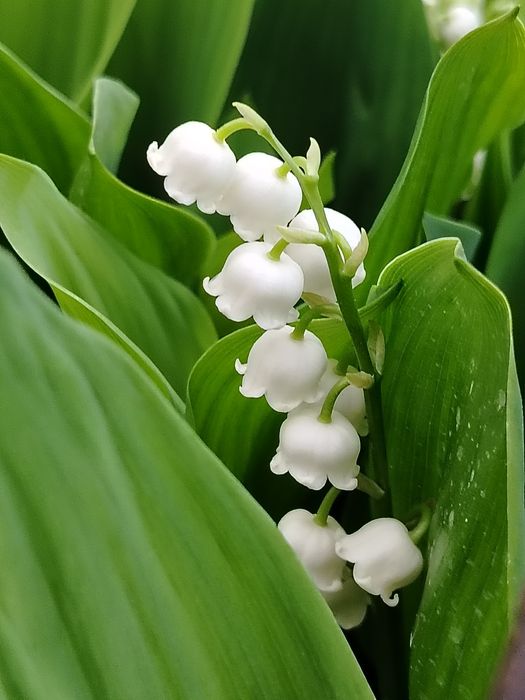Серебристый ландыш-ароматные букетики сортового ландыша