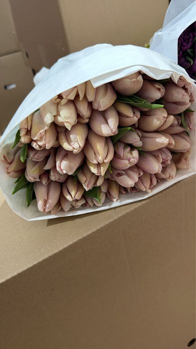 Тюльпан свежий