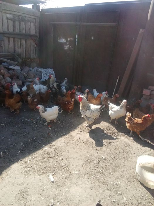 Продаи домашних цыплят