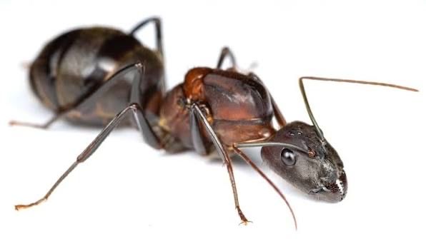 Camponotus angusticolicus