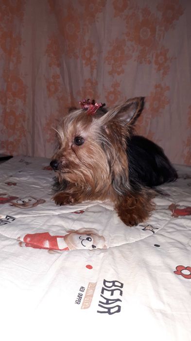 Мини йорк мальчик