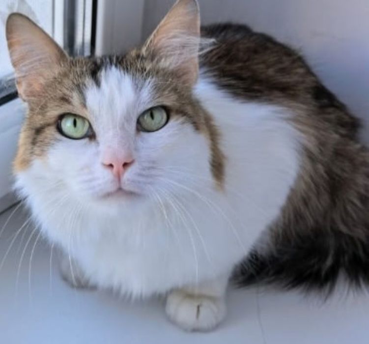 Котик ищет маму папу