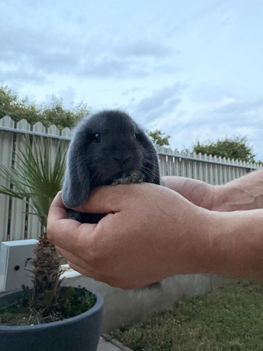 Iepuri pitici de companie mini lop/berbec pitic/holland lop