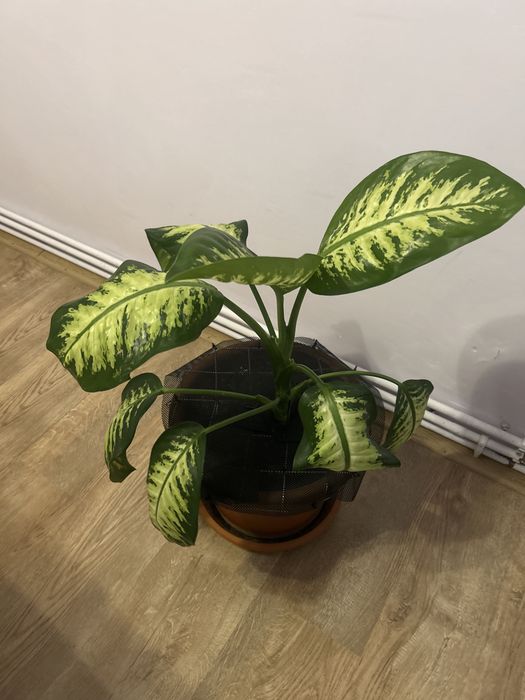 Vand planta de interior