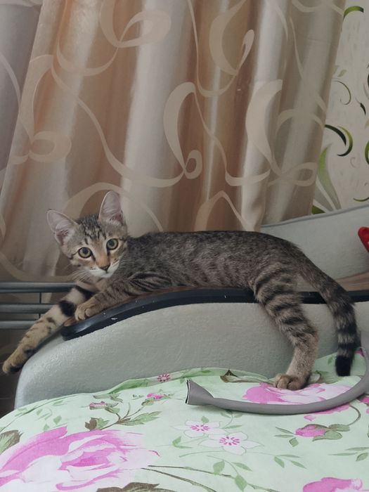 4 котёнка, отдадим  в добрые руки.