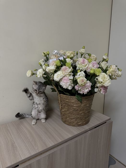 Бенгальская метиска