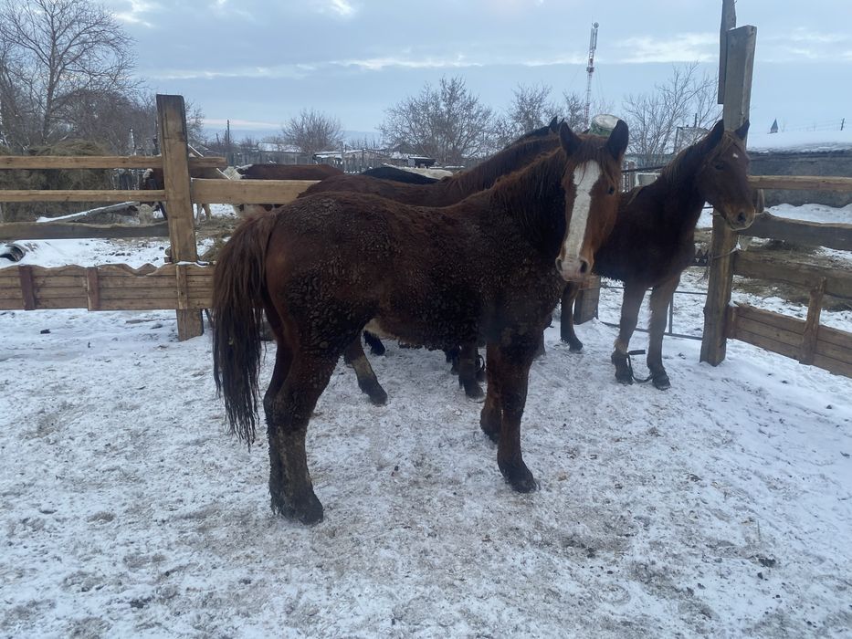 Продам лошадей 2 летка