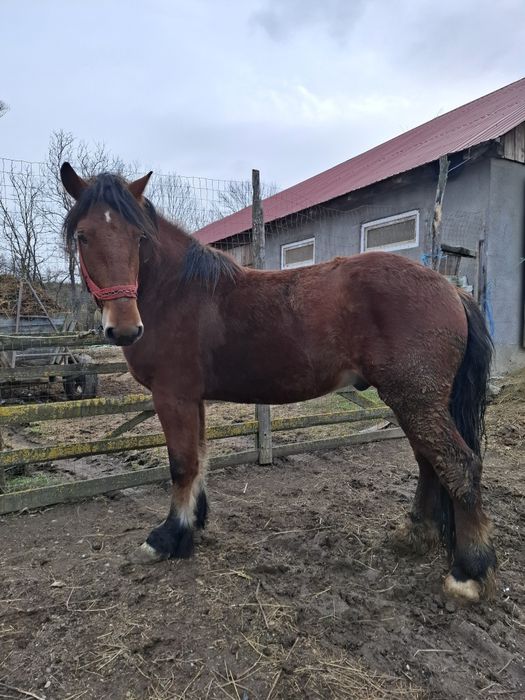 De vânzare mânz de doi ani