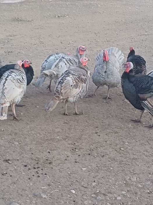 Vând curcani tineri