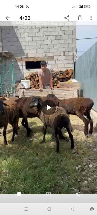 Семіз қойлар сатылады