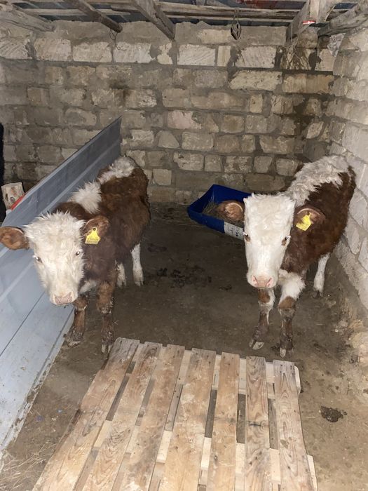 2 үлкен баспақ  2 кішкентай баспақ сатылады