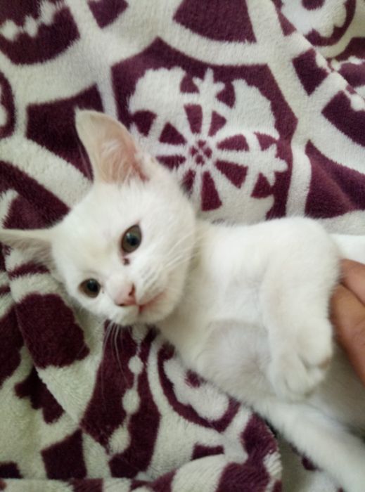 Продам Котёнка 3месяця