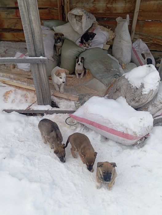 Щенки 2 месяца отдам