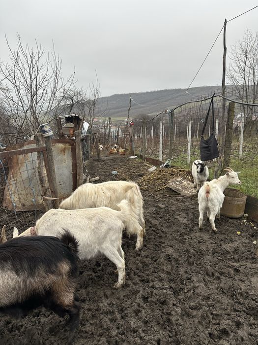Vând țapii și capre
