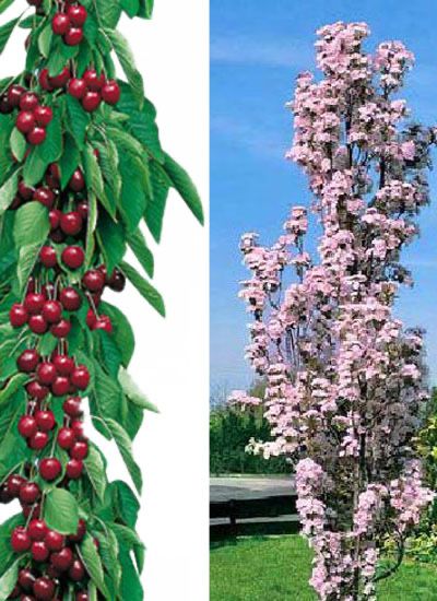 Колонни и Мини овощни дръвчета