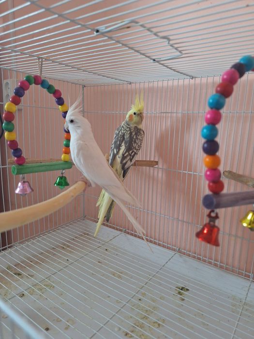 Поющие Кареллы  папугай +клетка