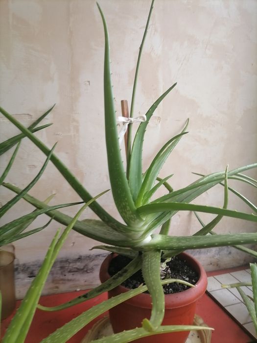 Aloe Vera, plantă miraculoasă, fiind numită și PLANTA NEMURIRII.